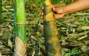 新鲜竹笋的长期保存方法