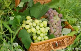 葡萄成熟季节是几月份