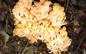 珊瑚菇是什么