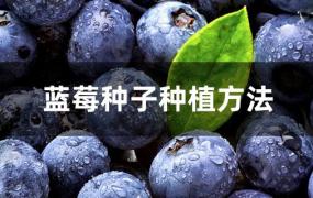 蓝莓种子种植方法(蓝莓种子种植方法盆栽)