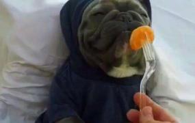 狗狗吃多了橘子会怎样