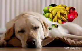 狗狗苹果吃多了会怎样