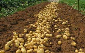 冬天怎么保存土豆