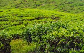 新鲜茶叶怎么种植