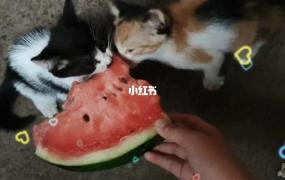 幼猫能不能吃西瓜