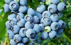 蓝莓保存方法和注意事项