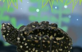 斑点池龟可以冷水养么(斑点池龟能自然过冬吗)