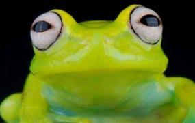 青蛙是怎样繁殖后代的(青蛙是胎生还是卵生动物)