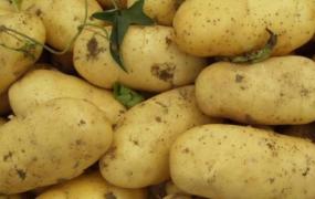 土豆保存方法 家庭(红薯如何保存一年)