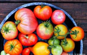 西红柿有什么营养成分