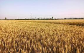 如何判断麦子成熟程度