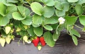 草莓叶子能吃吗