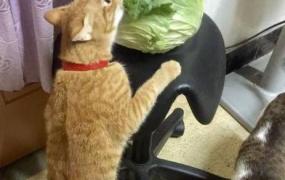 幼猫能不能吃圆白菜