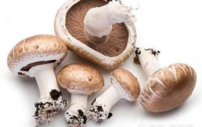 白色蘑菇怎么保鲜