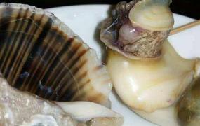 煮熟的海螺的保存方法