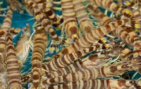 竹节虾怎么长期保存