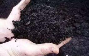 茶叶化肥使用方法