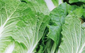 十字花科蔬菜与甲状腺结节(甲状腺为什么不能吃十字花科蔬菜有哪些)