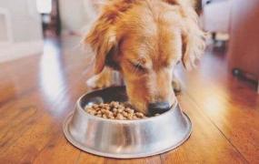 狗狗一次零食吃多了会怎样