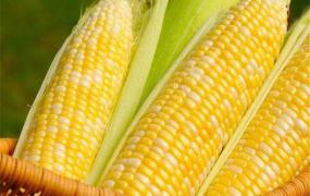 怎样挑选优质高产玉米