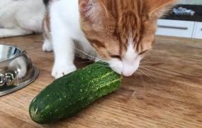 幼猫能不能生吃黄瓜