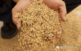 稻谷防虫方法