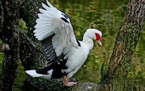 麝香鸭是国家保护动物吗