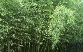 毛竹是什么植物