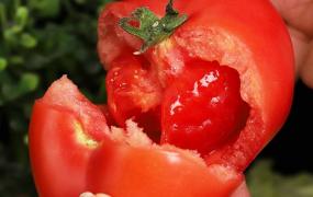 如何判断西红柿自然成熟