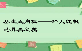 丛生五角枫——醉人红枫的异类之美